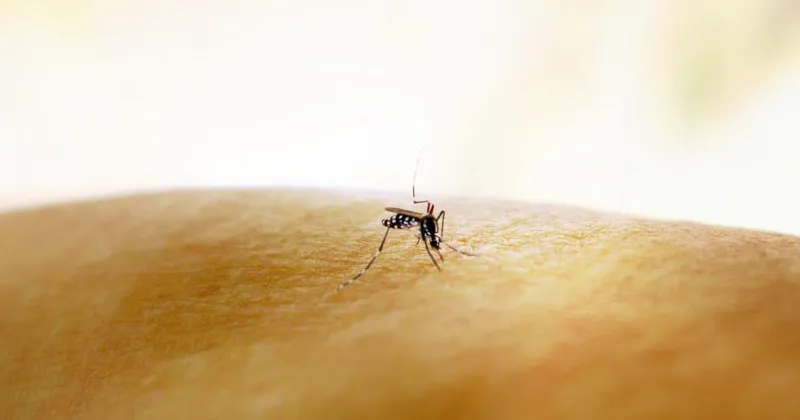 Denton reports first neuroinvasive West Nile case; fourth human case in county