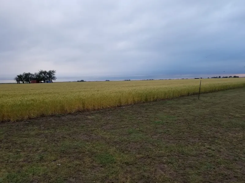 Southern Plains Wheat Faces Drought Before El Nio