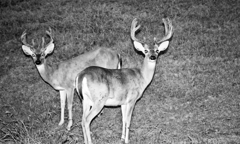 Changes in the whitetail woods