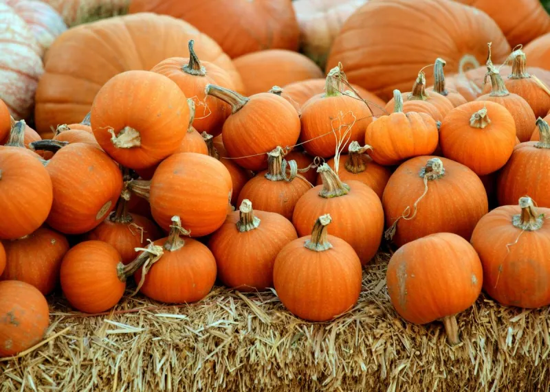 The West Texas Pumpkin Trip You Need To Make This Fall