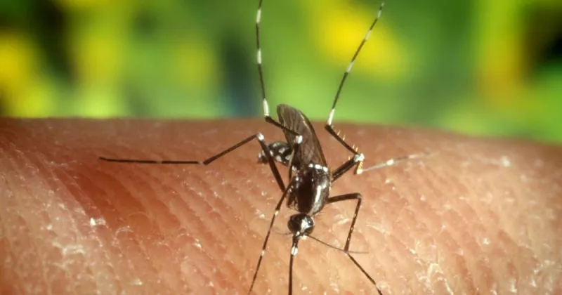 Fourth neuroinvasive form of West Nile virus case reported in Denton County
