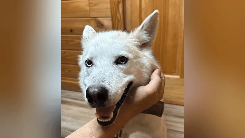 Rescued and safe: Now this Buna dog needs his owner or a new, forever home