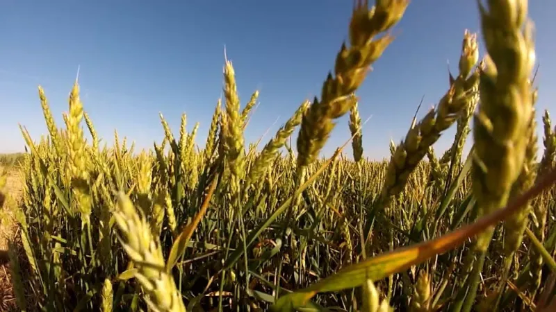 34 Days of Triple-Digit Heat Hits Big Country Farms: What Experts Are Saying