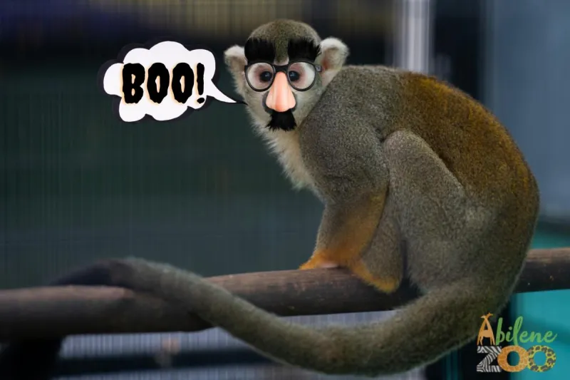 Halloween Fun Returns To Abilene With Boo At The Zoo