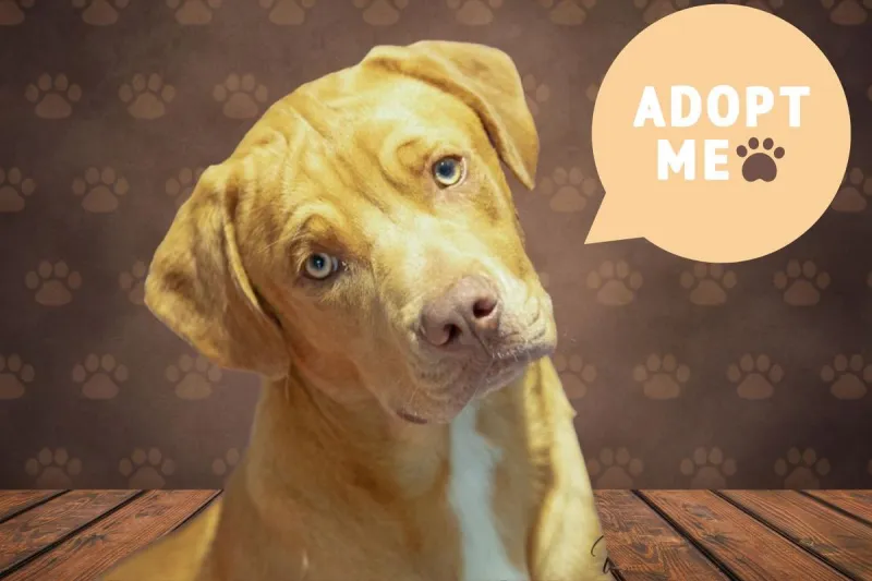 Abilene Urgent Dog List: Princess Leia and More Desperately Need Homes In Texas