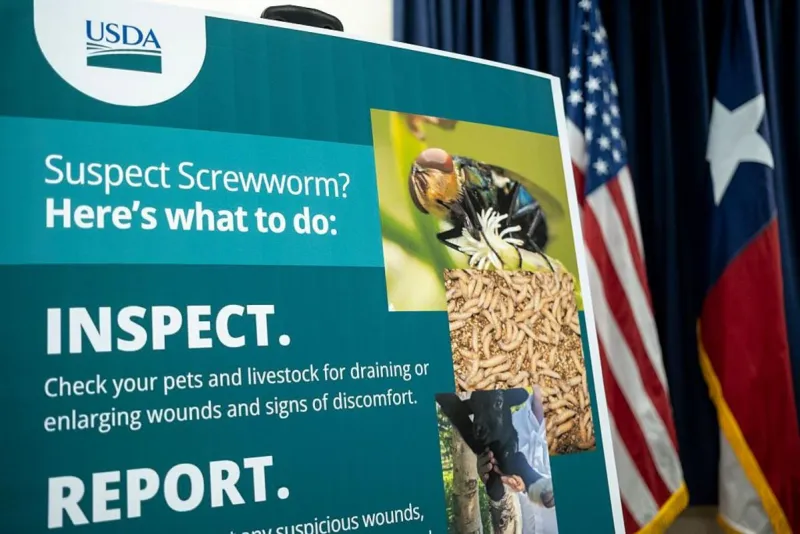 Texas Horse Diagnosed With Screwworm Parasite, First Case This Century