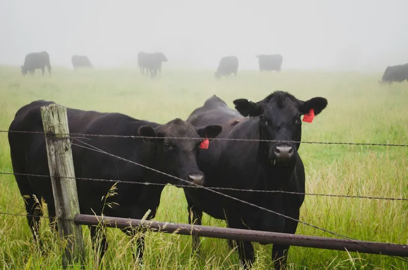 East Texas Rancher Missing 23 Cattle Worth $150,000