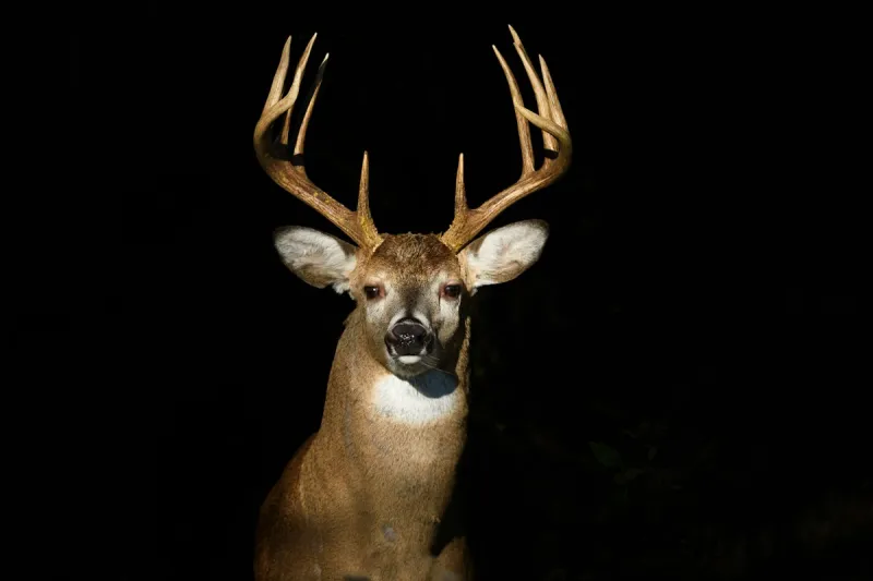 Deer Season for Deep East Texas Begins the First Weekend in November