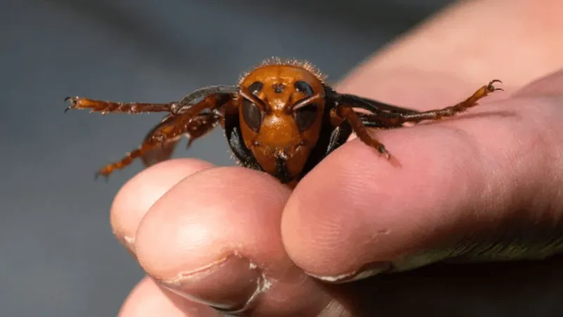 Deputy, off-road vehicle occupant hospitalized after hornet attack during rescue