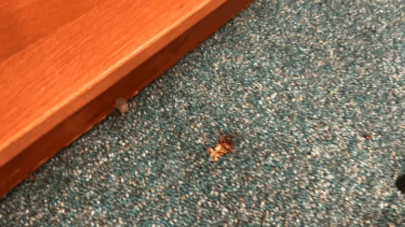 What's bugging you? For some SPISD students, it's roaches in their school