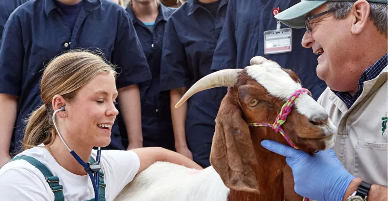 How a Career in Veterinary Medicine Can Make a Difference in Your Community