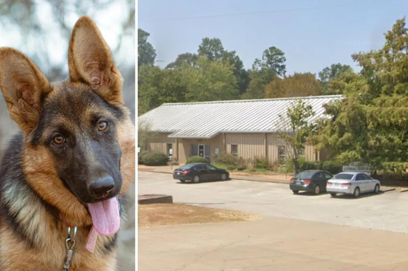 Adventure Buddies Event Lets You Spend the Afternoon with Adoptable Shelter Dogs