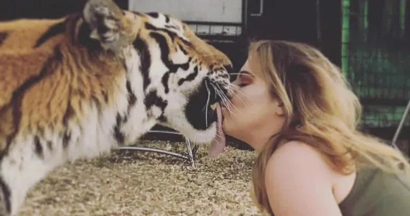 Tigers coming to Forest Festival