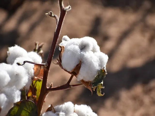 Cotton Prices Rebound But Producer Margins Stay Tight