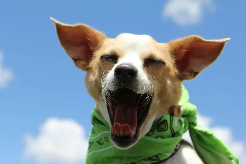 Kurth Animal Shelter Hosting 'Cause for the Paws' Event