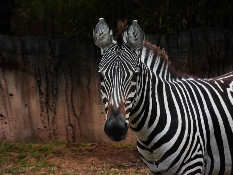 Zebras Redux