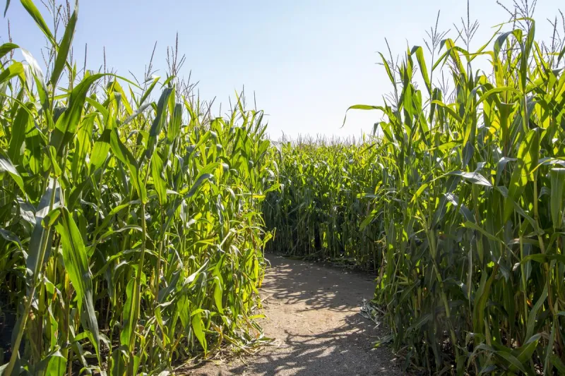 Fall Is Almost Here and So Is La Union Maze