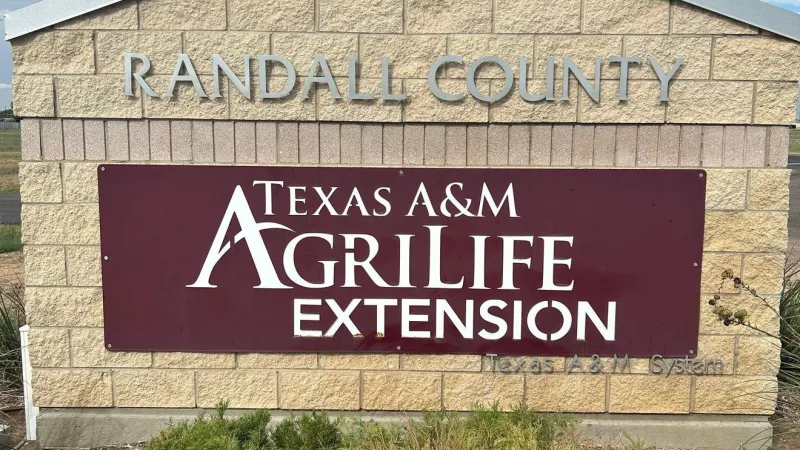 Texas A&M AgriLife launches wheat insect, disease scouting school for Panhandle producers