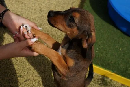 Romanian shelter offers an alternative to stray dog culls