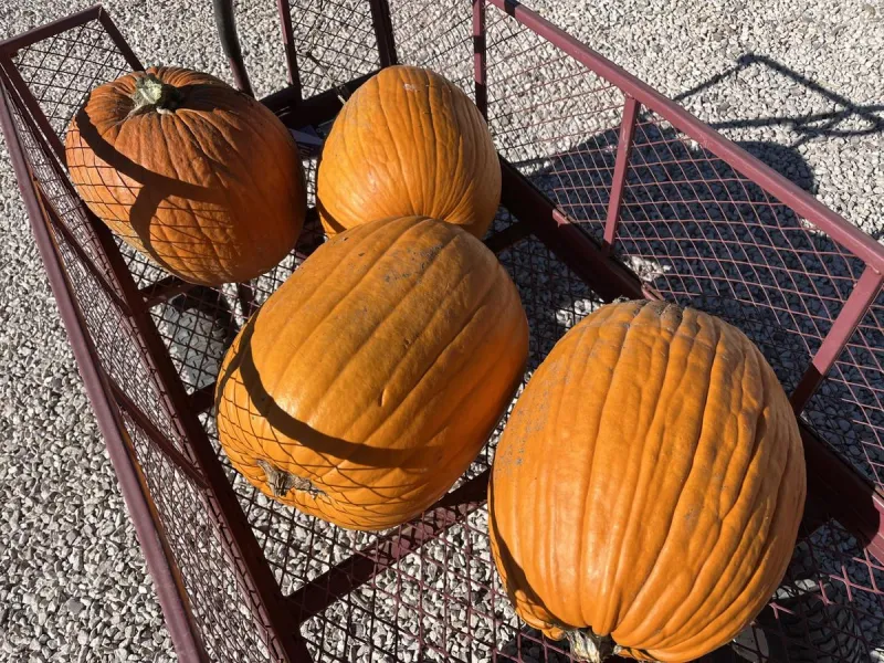 Amarillo Corn Mazes and Pumpkin Patches Open for Fall