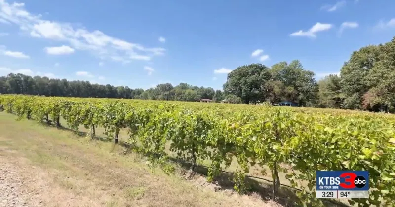 Los Pinos prepares for fall in East Texas wine country