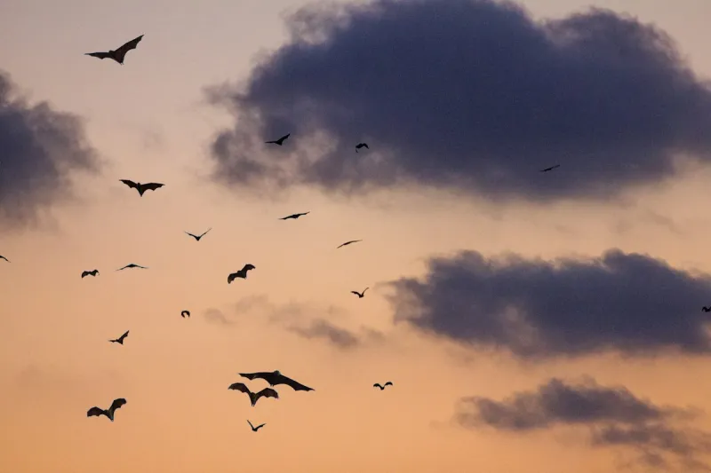 Bats Gave Downtown El Paso the Ultimate Spooky Surprise