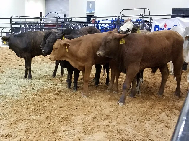 Santa Teresa Reopening Restores Major Feeder Cattle Route
