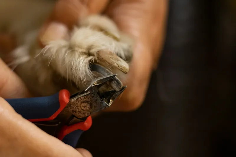You Can Get Your Dog's Nails Trimmed for Just $5 in Lubbock