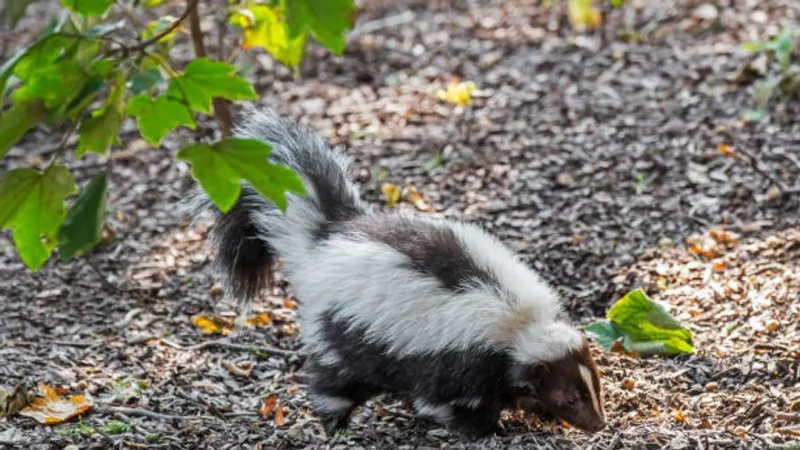 Rabid skunk found inside Childress city limits