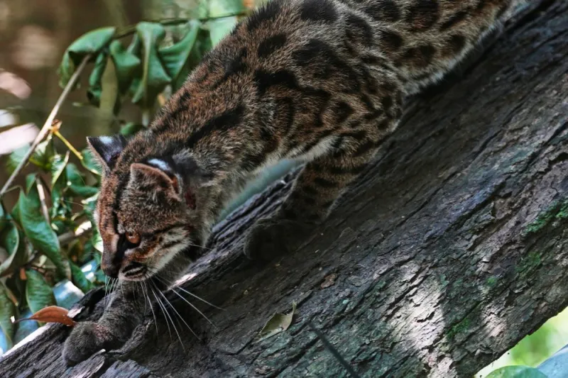 Tiny wild cat newly identified as a species draws curious visitors in Bolivia