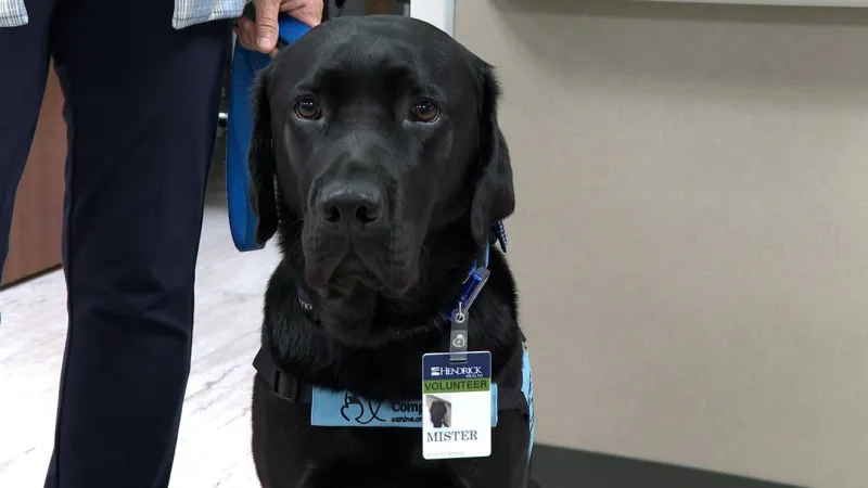 Hendrick Medical Center welcomes new therapy dog to comfort patients and staff