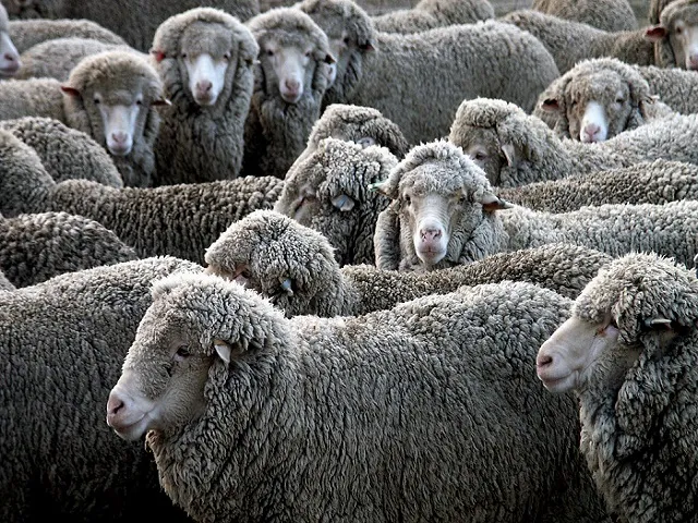 Texas Researchers Breed Sheep For Stronger Parasite Resistance