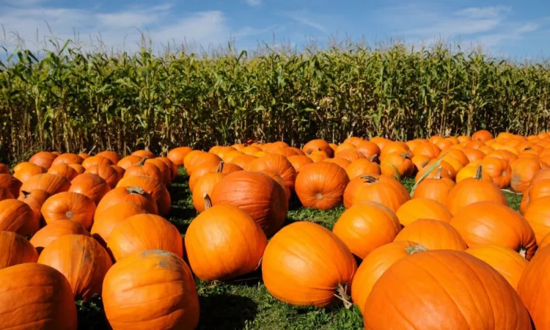 Sept. 22 is the first day of autumn