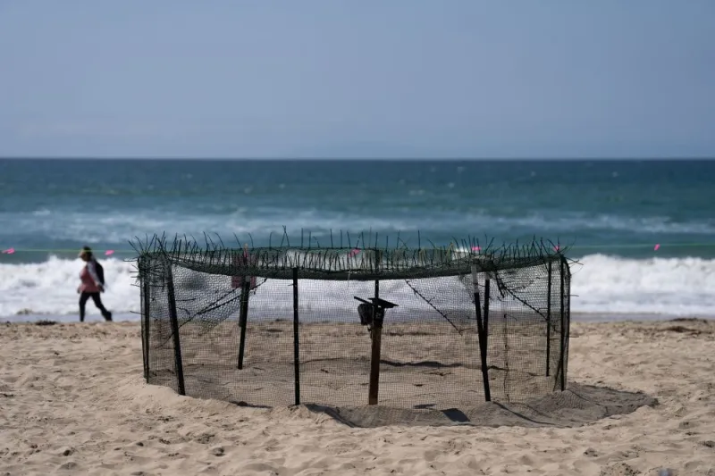 Agency says sea turtle eggs laid on California beaches are a first for the US West Coast