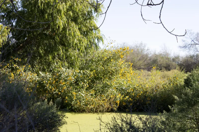 Connecting community and nature at Rio Bosque