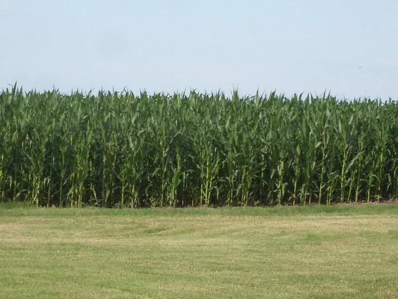 Maze Madness: Win Tickets to Rocky Creek Maze For Your Group