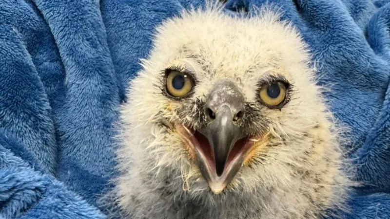 Athena's rescued baby owl released back into the wild at Lady Bird Johnson Wildflower Cent
