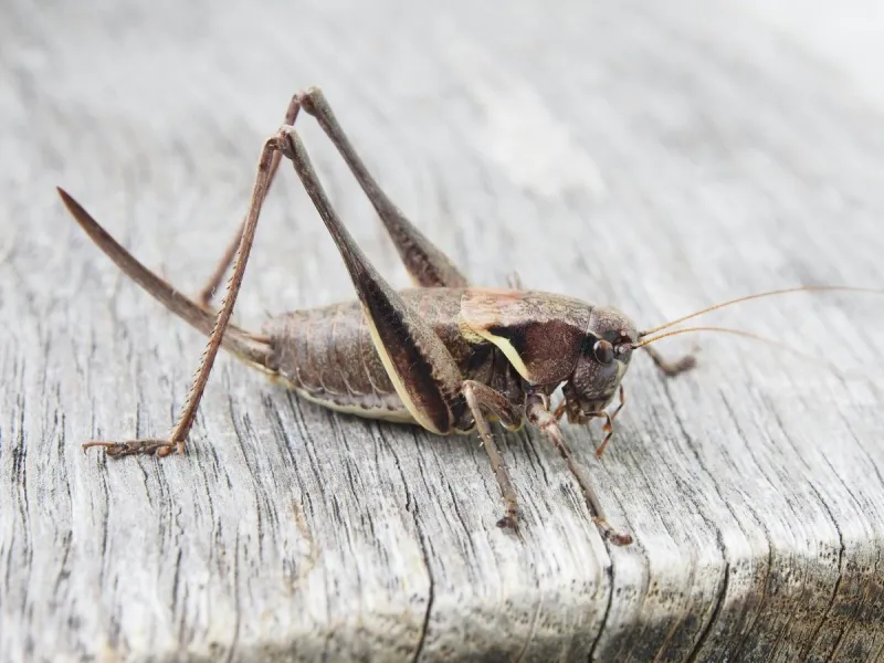 Fall Cricket Explosion Expected Across Central Texas
