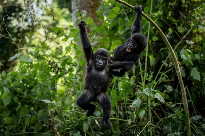 Ugandans plant trees near national park to keep people out of gorillas' habitat