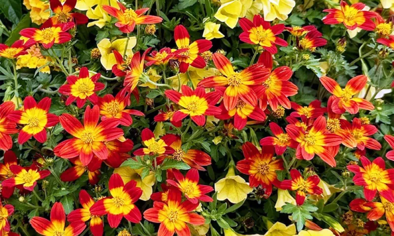 Camp Fire Red Ember has stunning debut