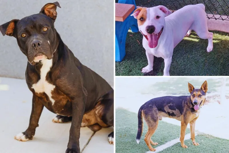 These Abilene Dogs Need Homes: Meet Rocket, Xion and More at All Kind Animal Initiative