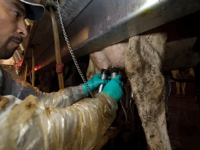 Larger Dairy Herd Drives August Milk Production Higher