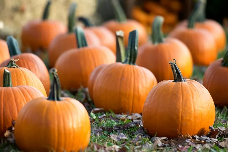 How to Pick Pumpkins and Reuse Leftovers in Lubbock