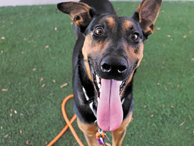 Pet of the week * 09-25-26