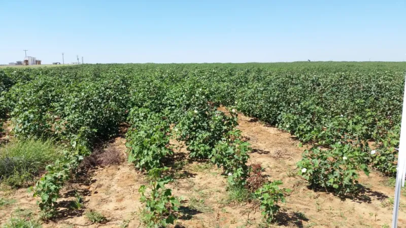 West Texas Cotton Crop Struggles After Summer Drought