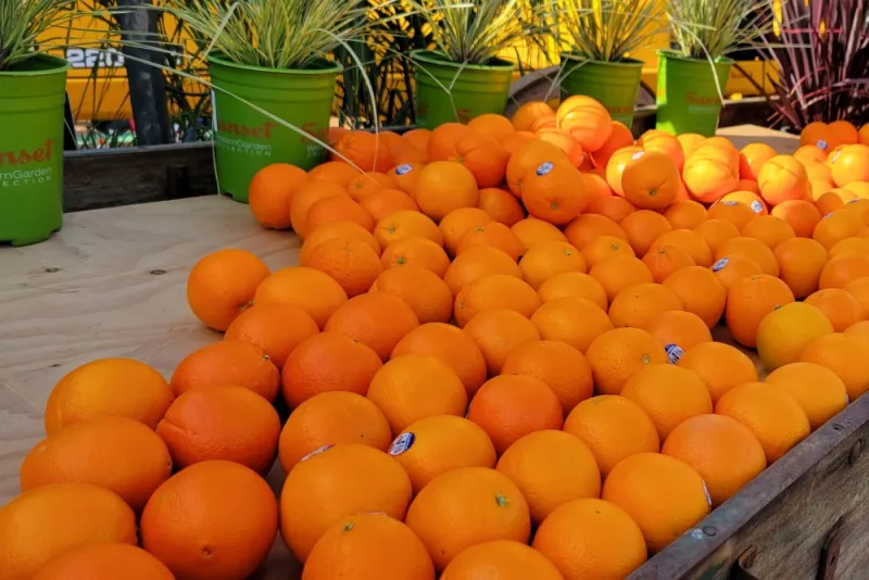 Korea Fully Allocates U.S. Orange Import Quota Early