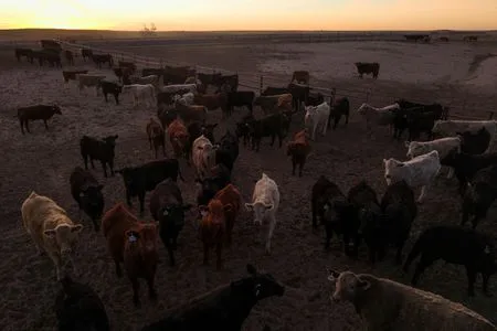 US immigration crackdown hits Kansas, disrupts beef processing