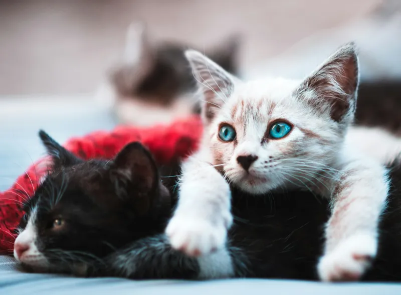 Lubbock Cat Owners Know These Things Are Basically Mandatory