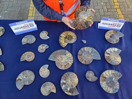 Chile seizes more than 200 fossils of extinct mollusks
