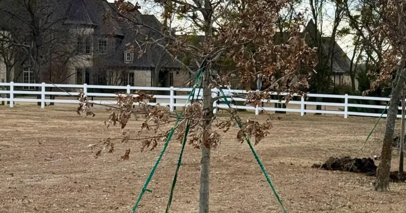 Don't bury your treasure: Fall tree planting done right